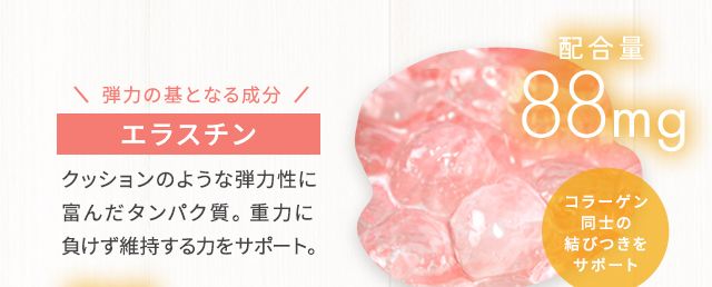 弾力の基となる成分エラスチン クッションのような弾力性に富んだタンパク質。重力に負けず維持する力をサポート。